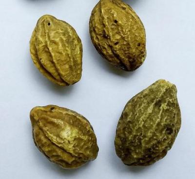 Sri Herbal Harad Julafa - Pure Ayurvedic Wellness Secret